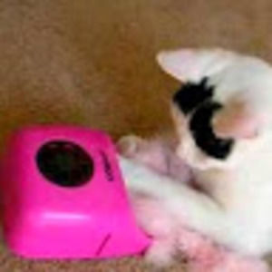 Meet your Posher, Alison